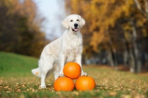 Benefícios de incluir a abóbora na alimentação do seu cachorro