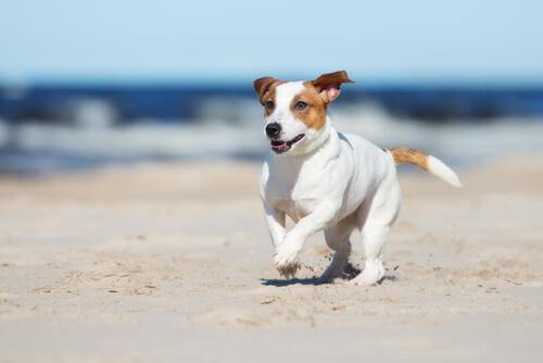 Cachorro correndo na praia