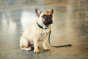 Dicas para encontrar seu animal de estimação perdido