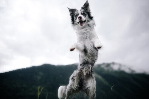 Um cachorro hiperativo precisa de mais espaço para brincar