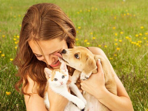 Por que os cães são mais sociáveis que os gatos?