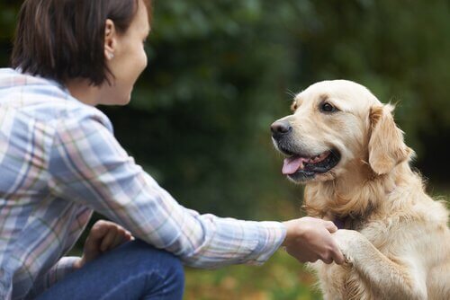 Cachorro dando a pata à sua dona