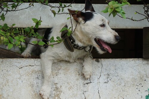 Cão fugindo de casa