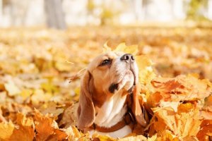 Outono: aproveite para brincar com seu cão nas folhas
