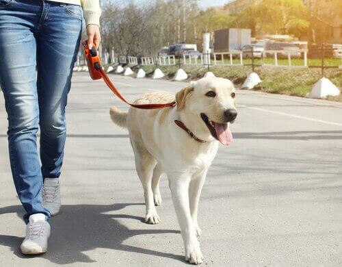 Cachorro passeando