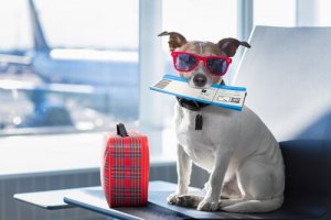 Como preparar seu cão para uma viagem de avião