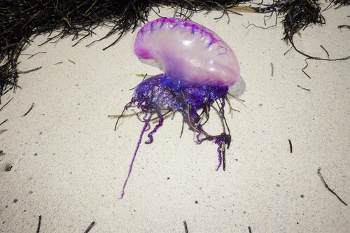 Caravela portuguesa: uma das águas-vivas que habitam o mar mediterrâneo