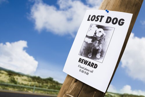 Cartaz buscando cão perdido