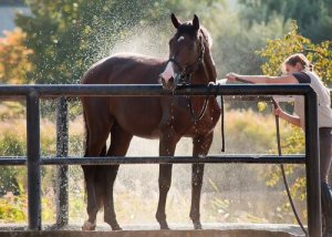 Como refrescar o seu cavalo no verão?