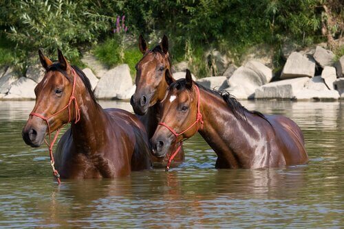 Cavalos em rio