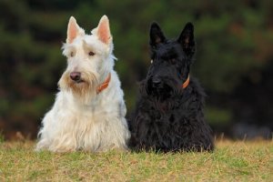 4 raças de cães escoceses