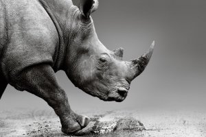 Reserva injeta veneno nos chifres dos rinocerontes para protegê-los