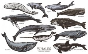 Como os cetáceos são classificados e quais são eles?