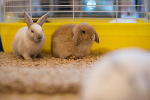 Coelhos em gaiola ampla