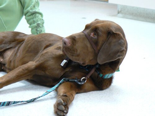 Cão deitado com coleira