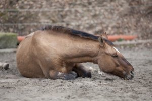 Quais são os diferentes tipos de cólicas dos cavalos?