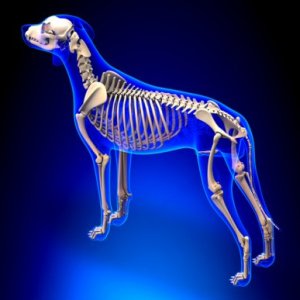 Coluna vertebral dos mamíferos: O que ela nos diz sobre a evolução?