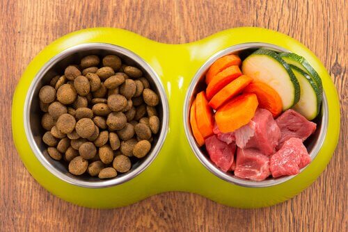 Comida caseira ou ração para cães?