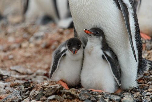 filhotes de pinguins