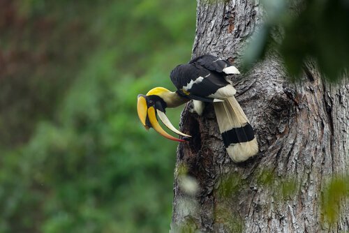 Ave calau em árvore