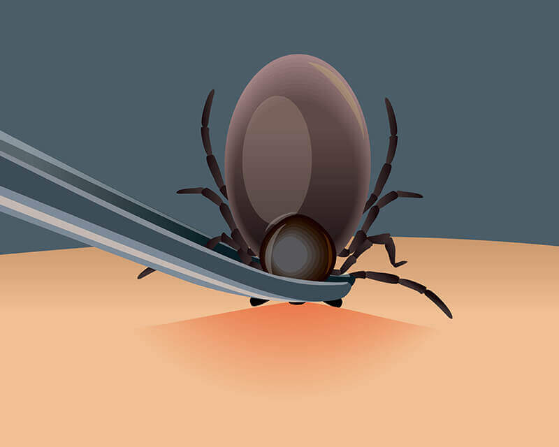 Doença de lyme e carrapatos
