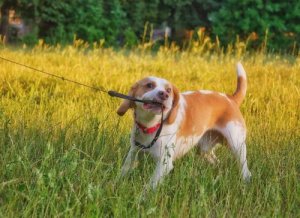 Desafios que encontramos no adestramento do comportamento canino