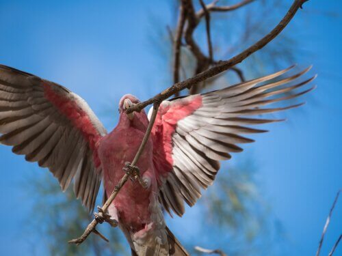 Comportamento da cacatua