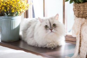Gatos persas: saiba tudo sobre o seu comportamento