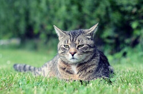 Características do gato manês