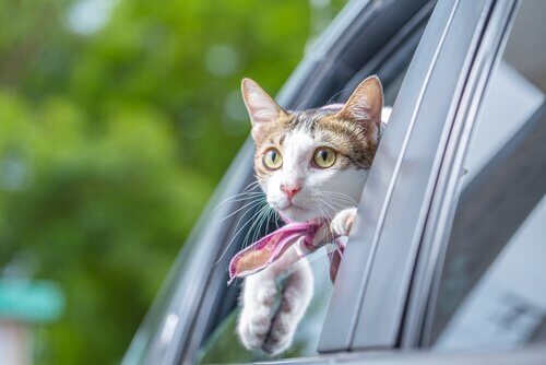 Gato na janela do carro