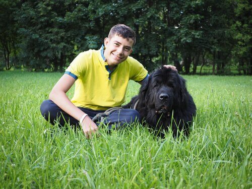 trabalhar como cuidador de cães