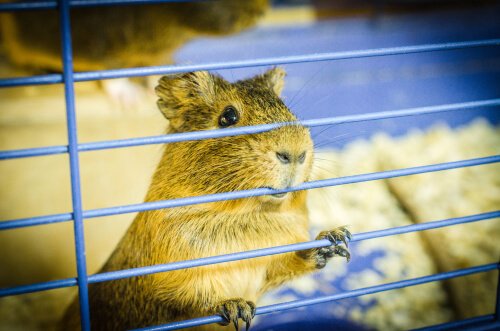 Hamster que morde as barras da jaula: o que fazer?
