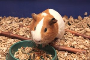 Como cuidar dos dentes dos roedores e da sua alimentação