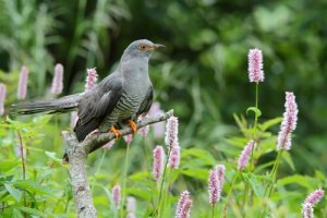 Curiosidades sobre o cuco
