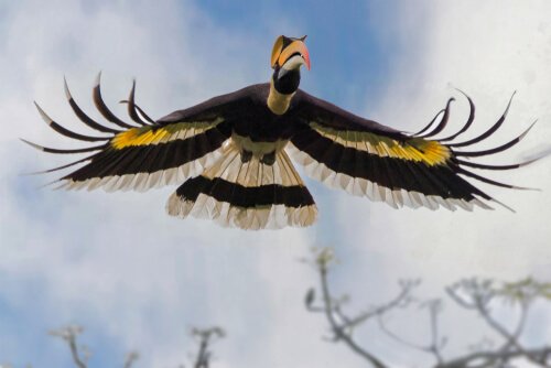 Pássaro calau voando