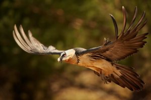 Curiosidades sobre o abutre-barbudo