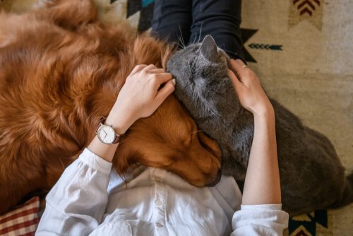 4 formas de demonstrar amor por um animal de estimação