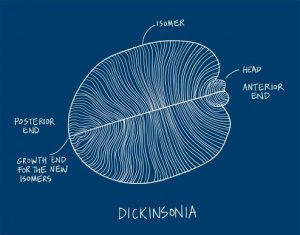 Saiba qual foi o primeiro animal do mundo