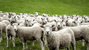A domesticação da ovelha