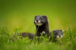 Dois machos de doninhas europeias foram soltos na natureza