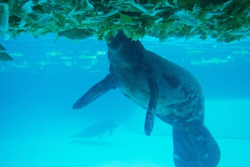 dugongo no mar