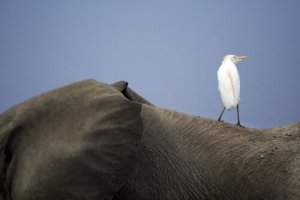 As relações entre os seres vivos