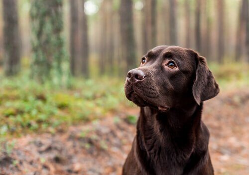 Endogamia: a cor do cachorro pode repercutir em sua longevidade