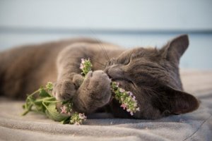 O que é a erva gateira ou catnip e por que ela deixa os gatos loucos?