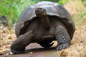 Espécies endêmicas: o que são e quais vantagens têm