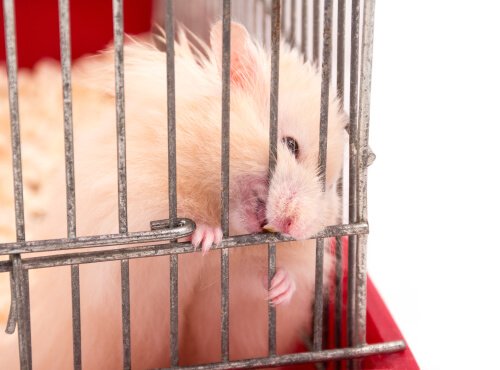 Tratar hamster que morde a jaula