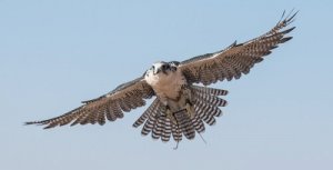 O falcão, uma ave imponente