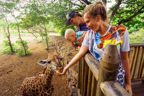 Família alimentado girafas