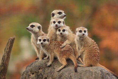 Família de suricatos