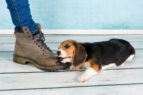 filhote de beagle mordendo um sapato
